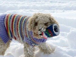 OT: Snow Dog