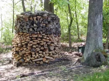 P4300006,-holz.jpg