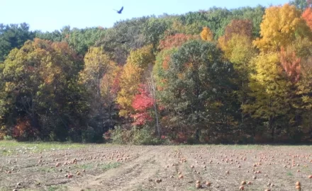 fall3.jpg