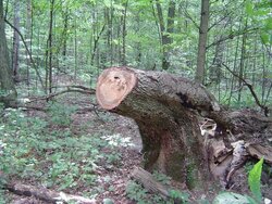 Hickory stump.jpg
