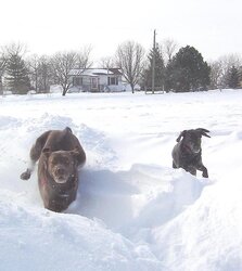 snow_dogs.jpg