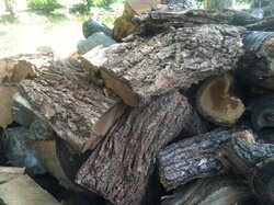 Help me learn my trees