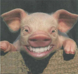 Pig_Smile.jpg