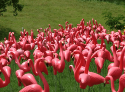 pink flamingos.png