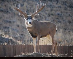 Big-Deer-021.jpg