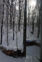 snow woodpiles.jpg