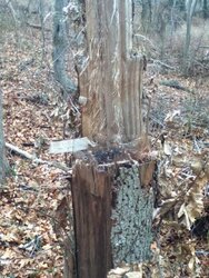 1-13 oak barb.jpg