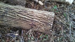 Yet Another Wood ID