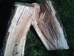Mystery Wood 2.jpg