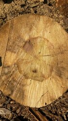 Wood ID help