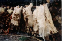 Water saturated insulation dripping dry-s.jpg