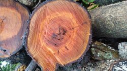 Another Wood ID Thread (Now with More Pics!)