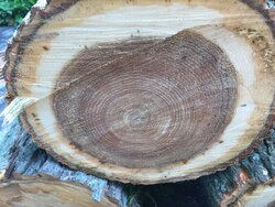 Wood Id - Black Walnut or Butternut?
