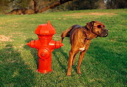 dog-fire-hydrant-dog-flu-Steve-Dale.jpg