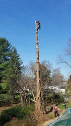 What to do with Redwood tree