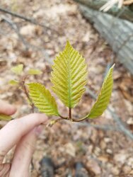 NE Tree/Leaf ID