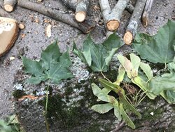 Tree ID Sugar maple and black birch?