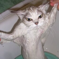 Cat bath!