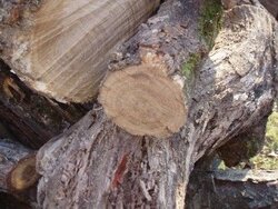 Tree down on my trail . Wood ID anyone