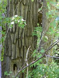 black-cottonwood-bark.jpg