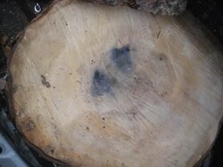 wood ID w/ updated pics
