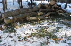 Damaged White Pine