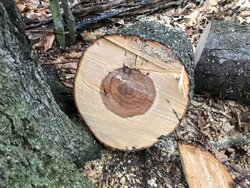 Maple/Hickory Tree Id