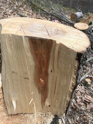 Maple/Hickory Tree Id