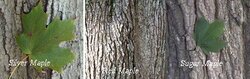 Maple Tree Bark.jpg