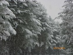 Pines with Snow
