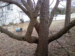 A tree ID