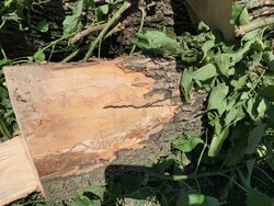 How long does is take to season infested ash trees, that are still alive, once cut down?