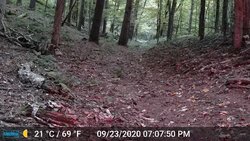 Trail Cams