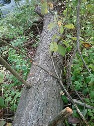 Eastern White Pine as firewood