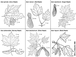 maple-leaves.gif