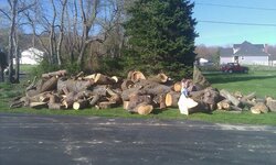 Second load of free wood... picture