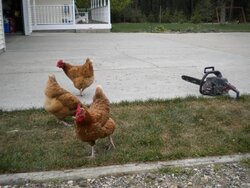 Chickens and Chainsaw