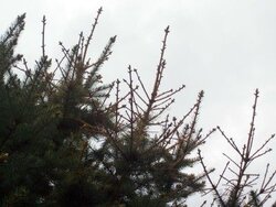 blue spruce truble.jpg