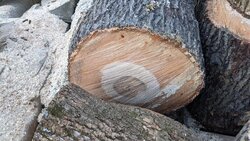 Help with wood id