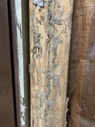 Termites in the Osage Orange logs I bought.