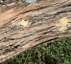 Termites in the Osage Orange logs I bought.