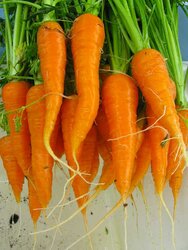 carrots_web.jpg