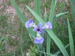 Wild Iris 6-8-10.jpg