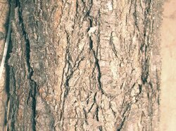 Locust-Bark.jpg
