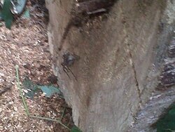 wood spider on oak.jpg