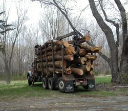 Triaxle Load Delivery - In celebration of Arbor Day