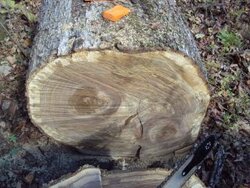Oak from loggers.jpg
