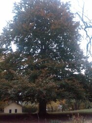 Big Freaking Beech Tree