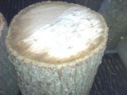 Wood I.D. - call it