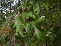 falcata leaves buds.jpg